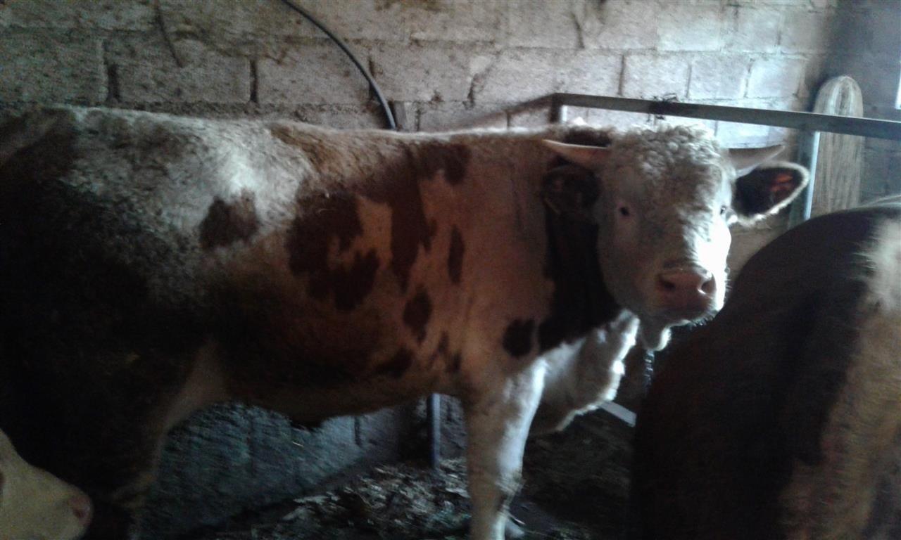 bik-bio-700kg
