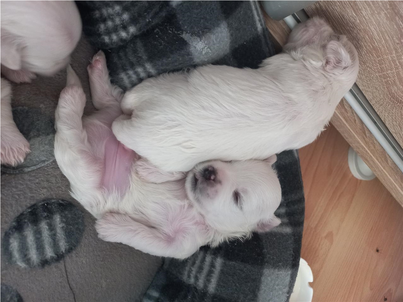 Maltezer