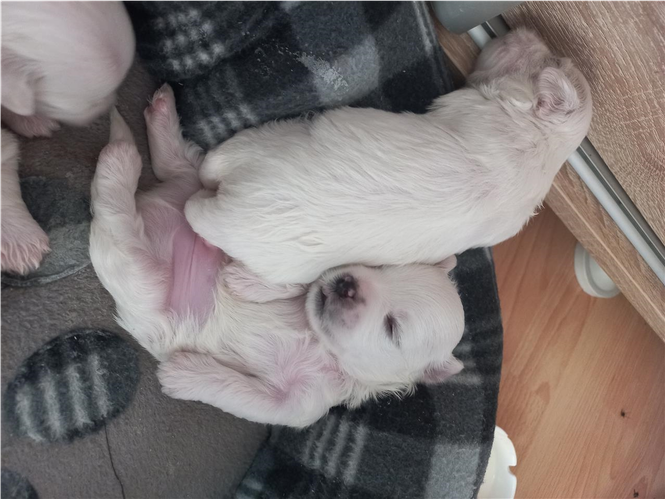 Maltezer
