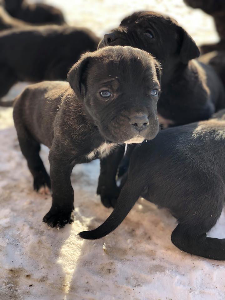 Qen-Cane-Corso