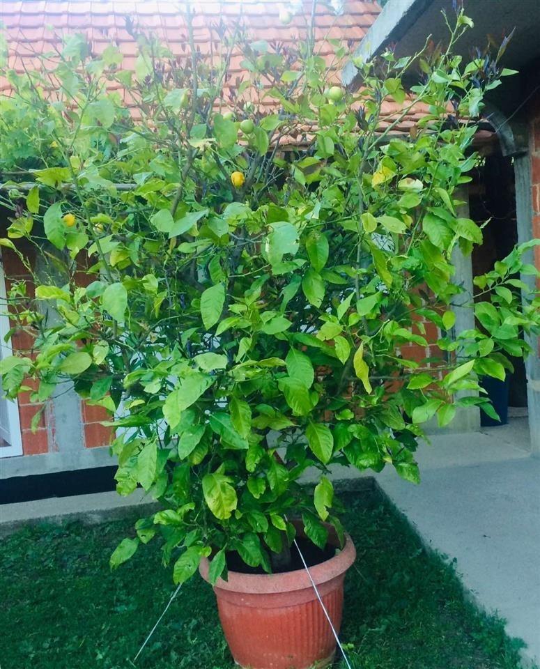 Limon-