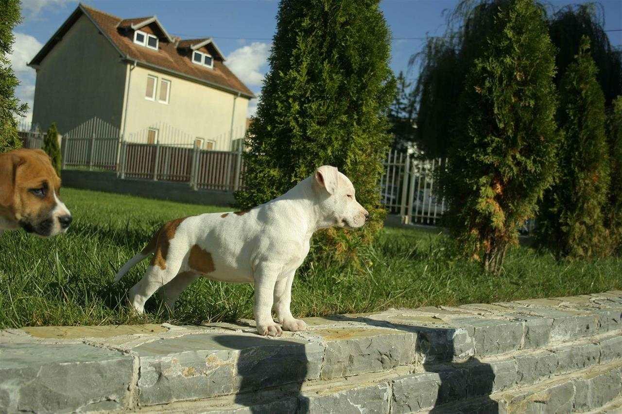 Pitbull