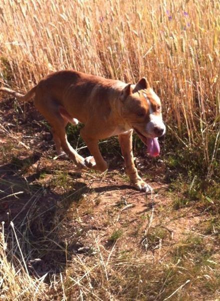 Pitbull