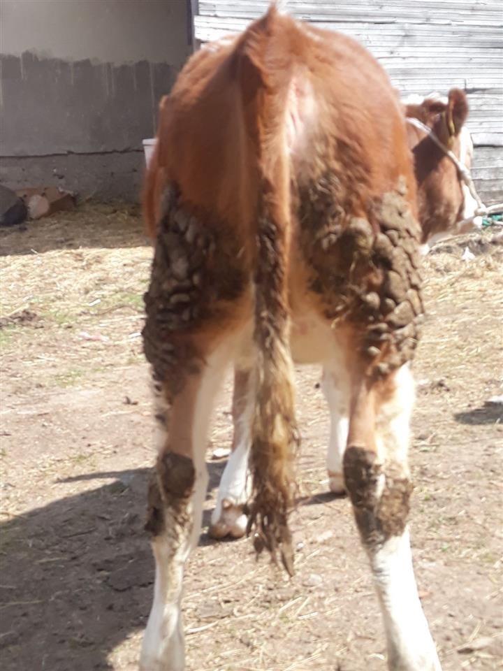Mshtjerra