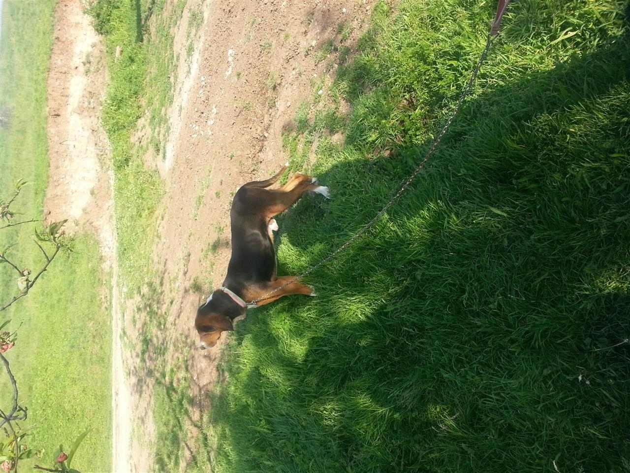 Zagar-