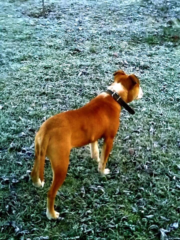 Pitbull