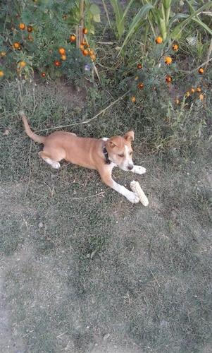 pitbull 