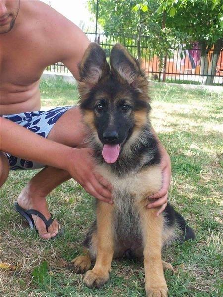 German-shepherd
