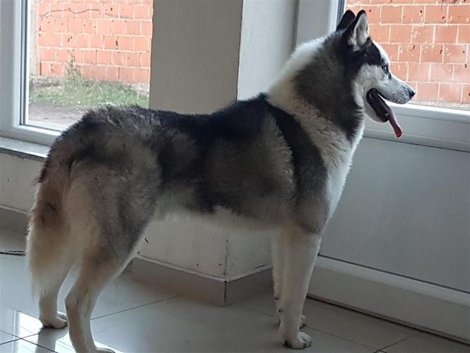husky 