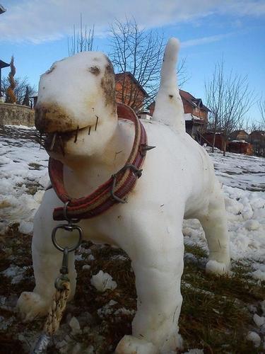 Pit bull 