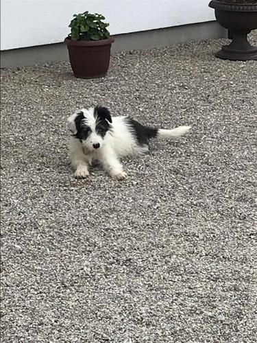 Bub