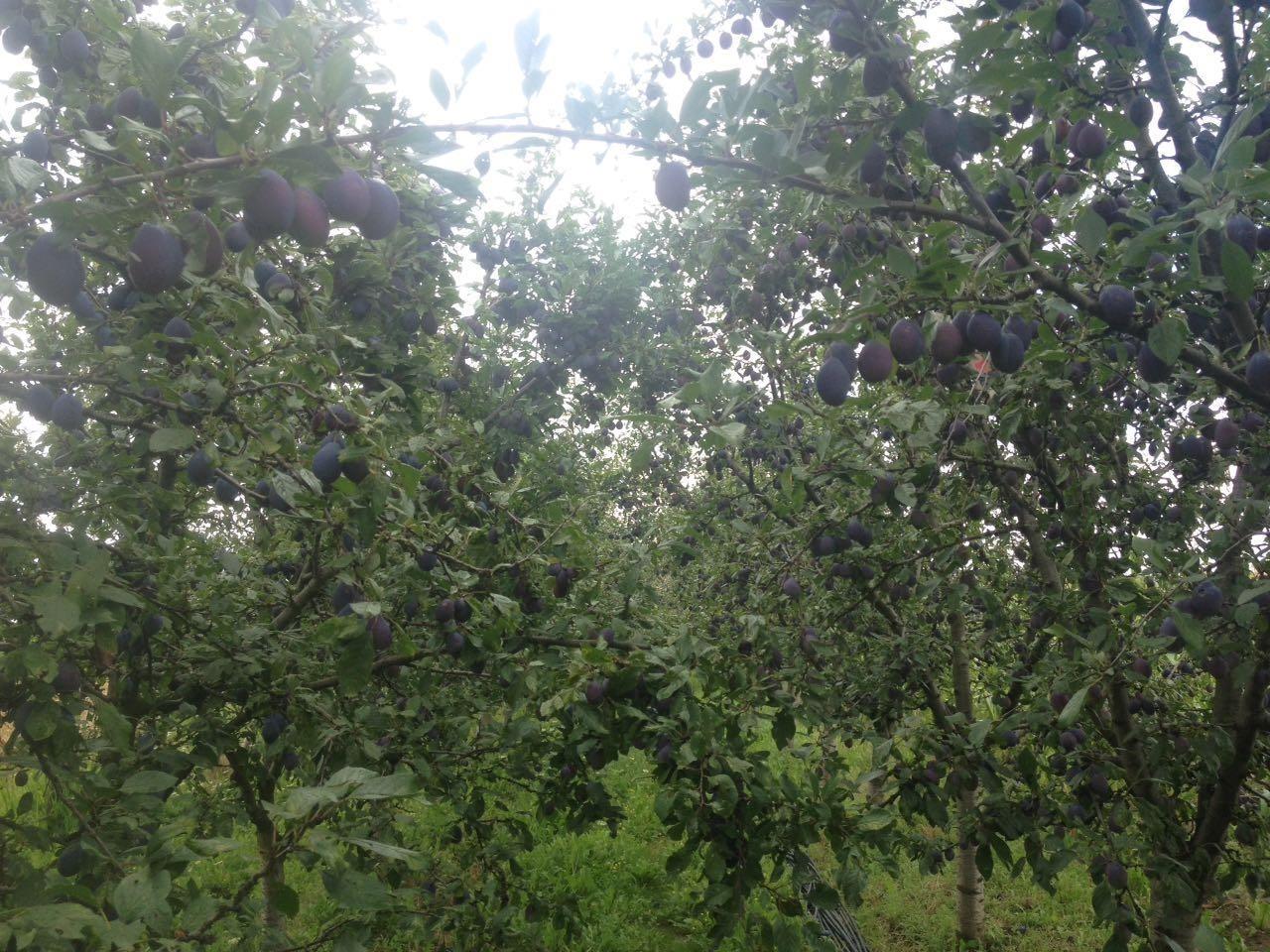 Kumbulla