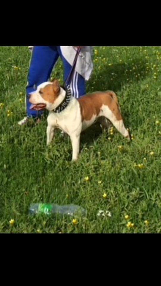 Pit-bull
