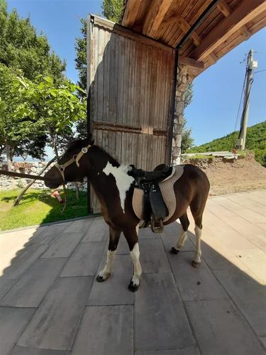 Shitet pony 