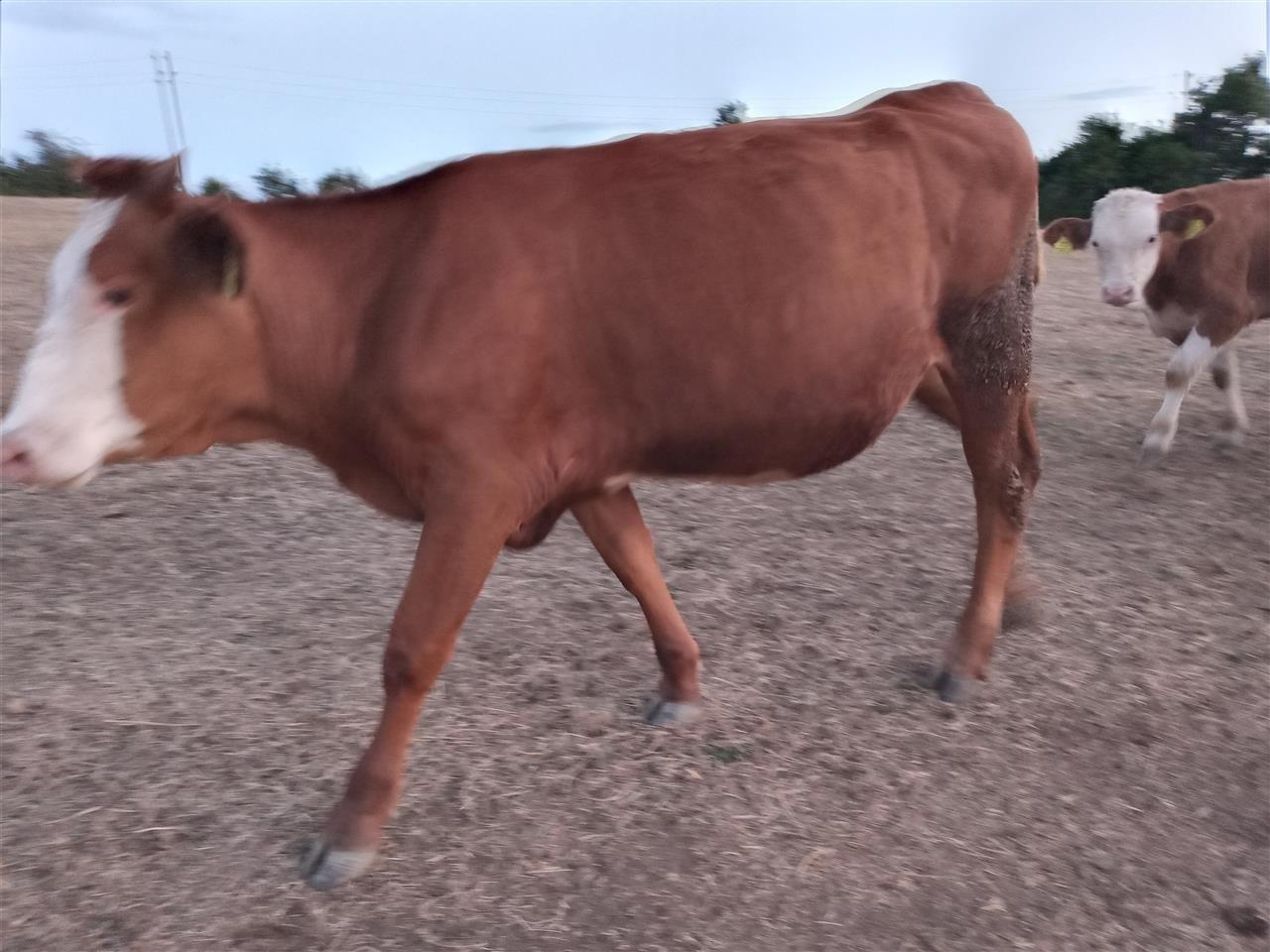 Shitet-mshtjerra-extra