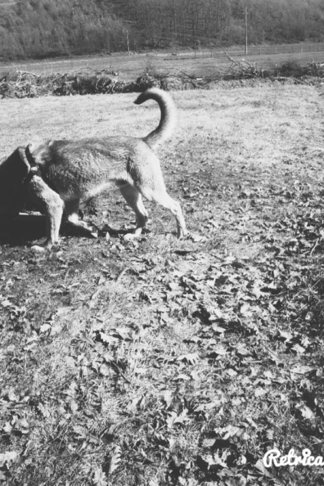 Kangall