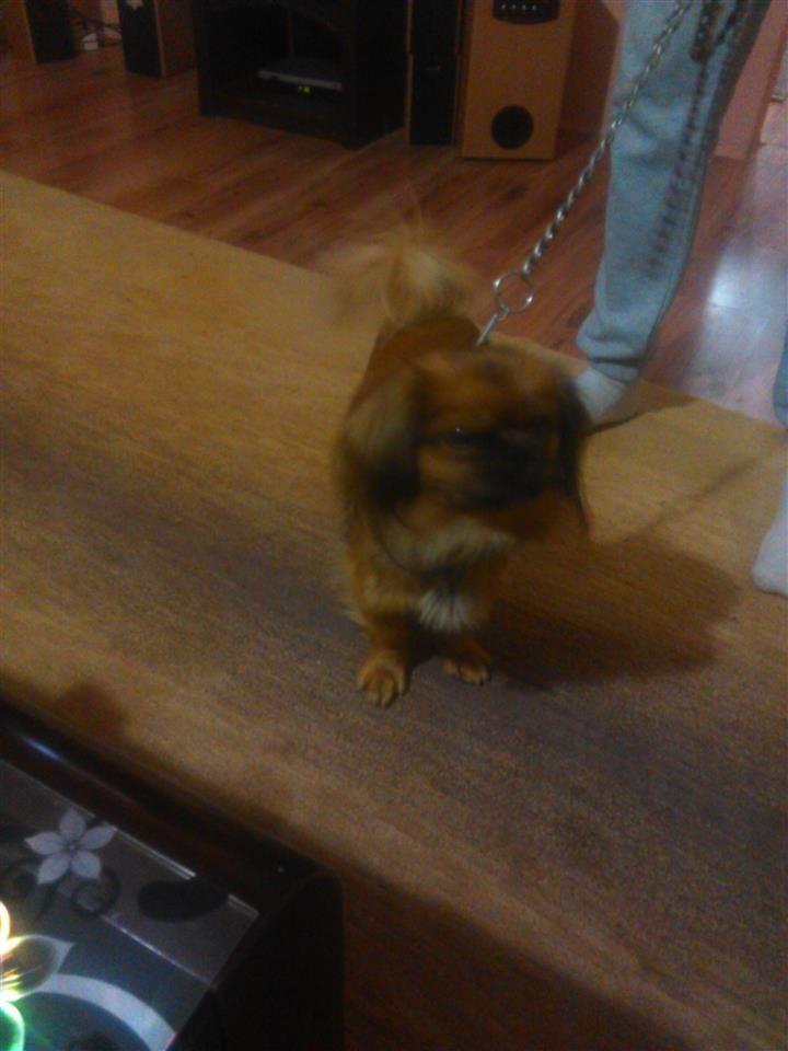 -pekinizer