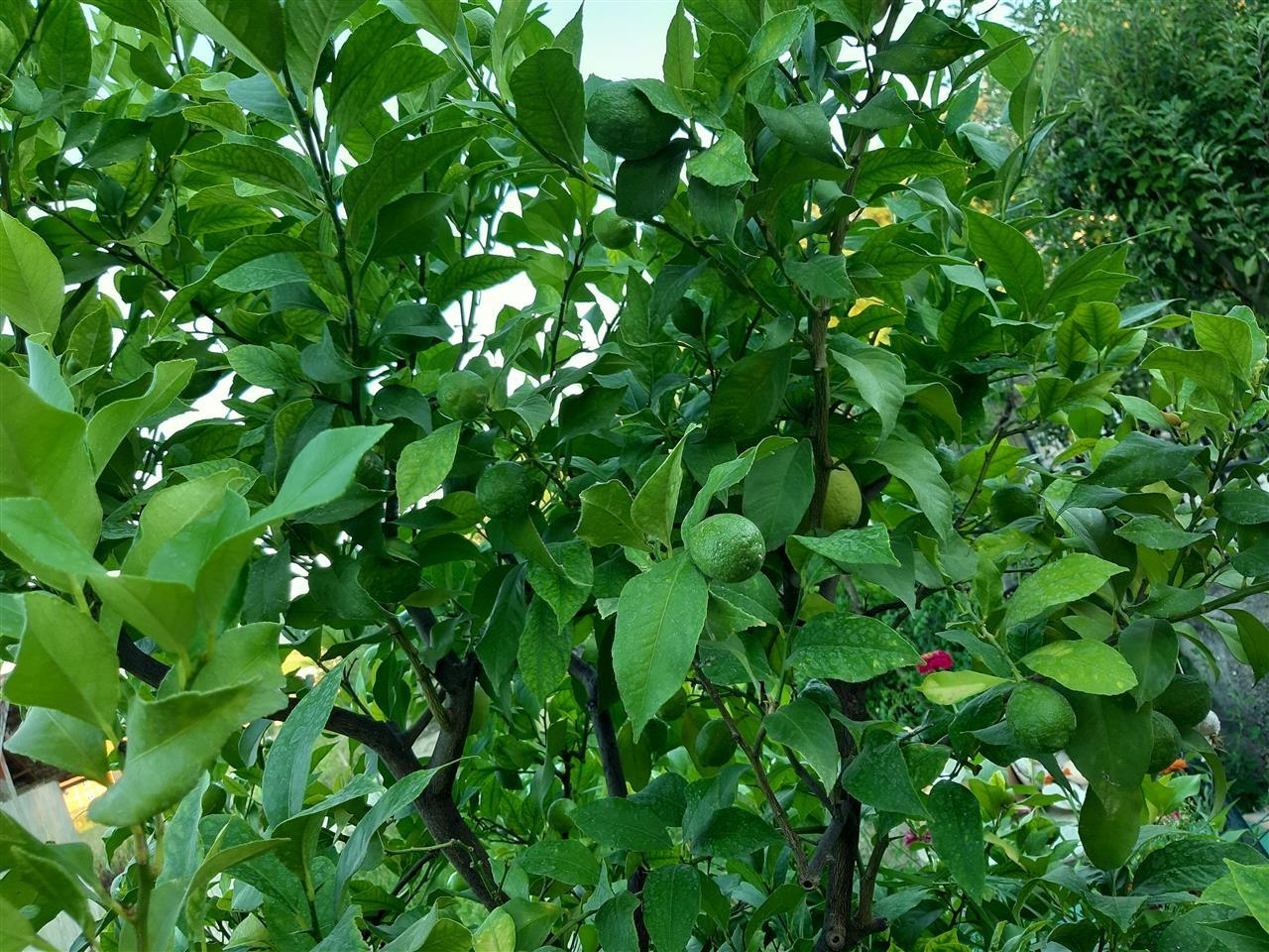 Shitet-limoni