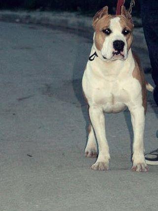 Pitbull