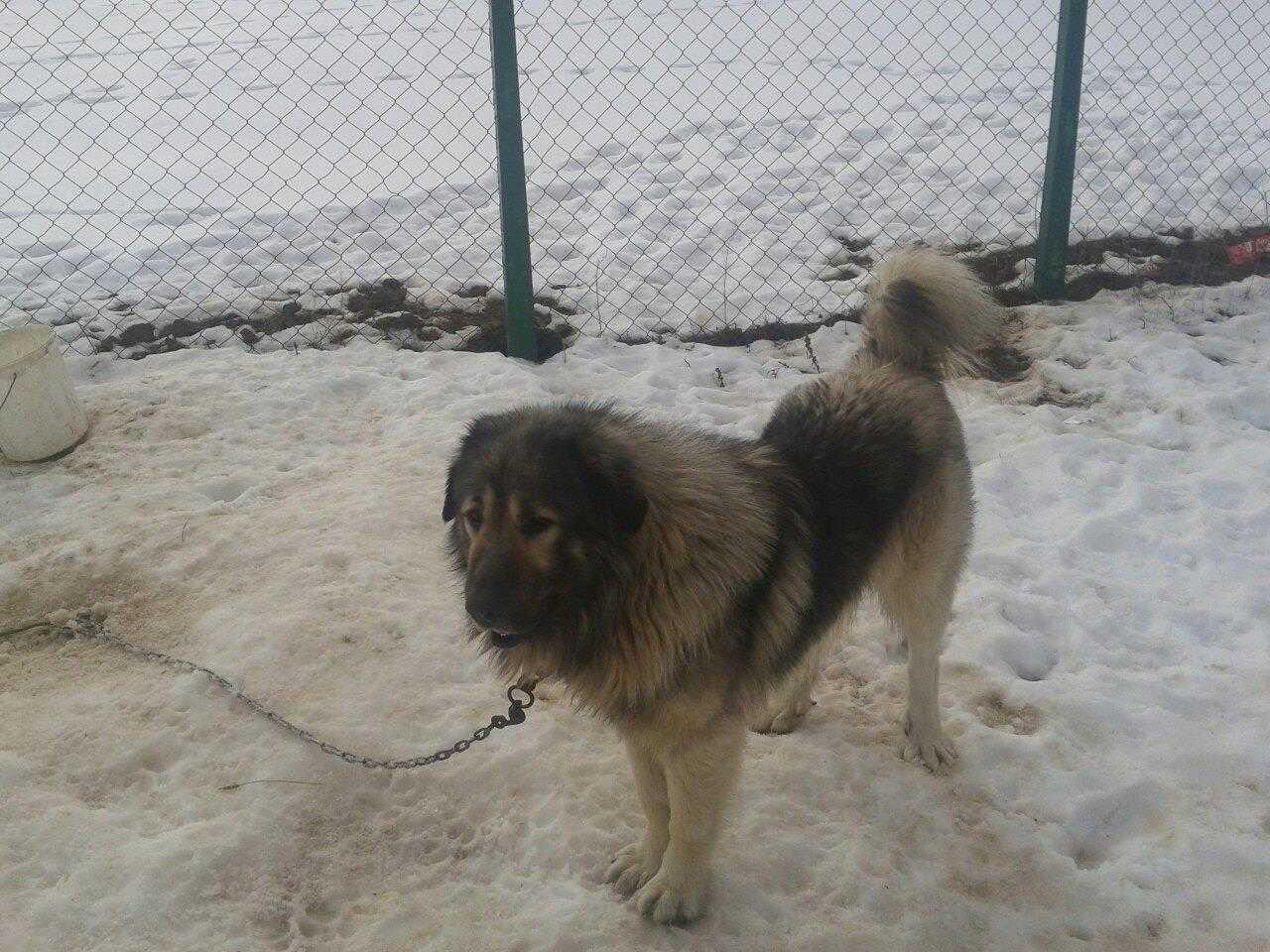 KARABASH
