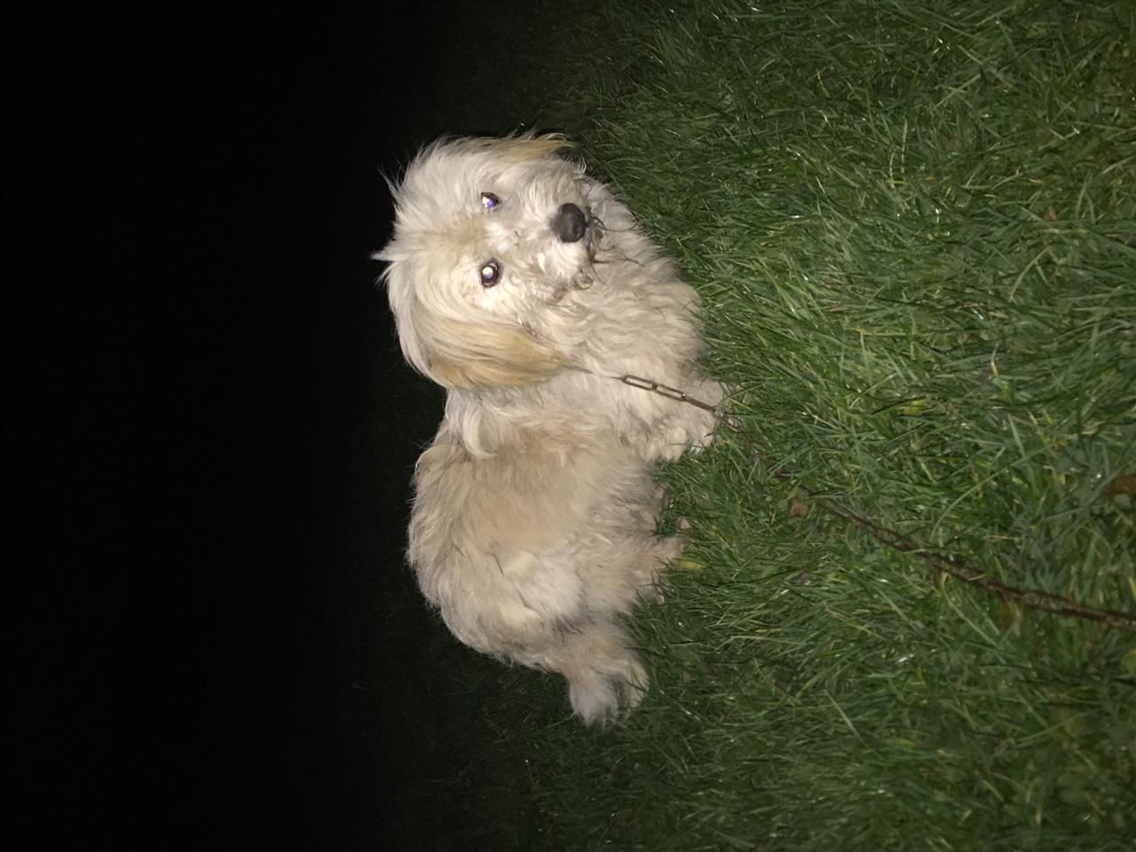 Bubi