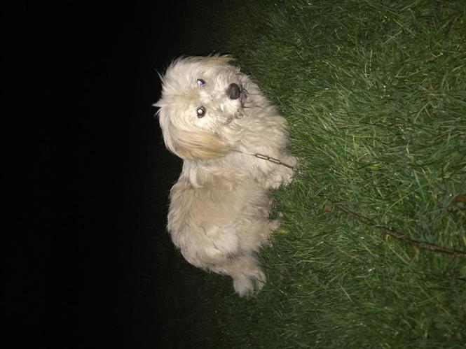 Bubi