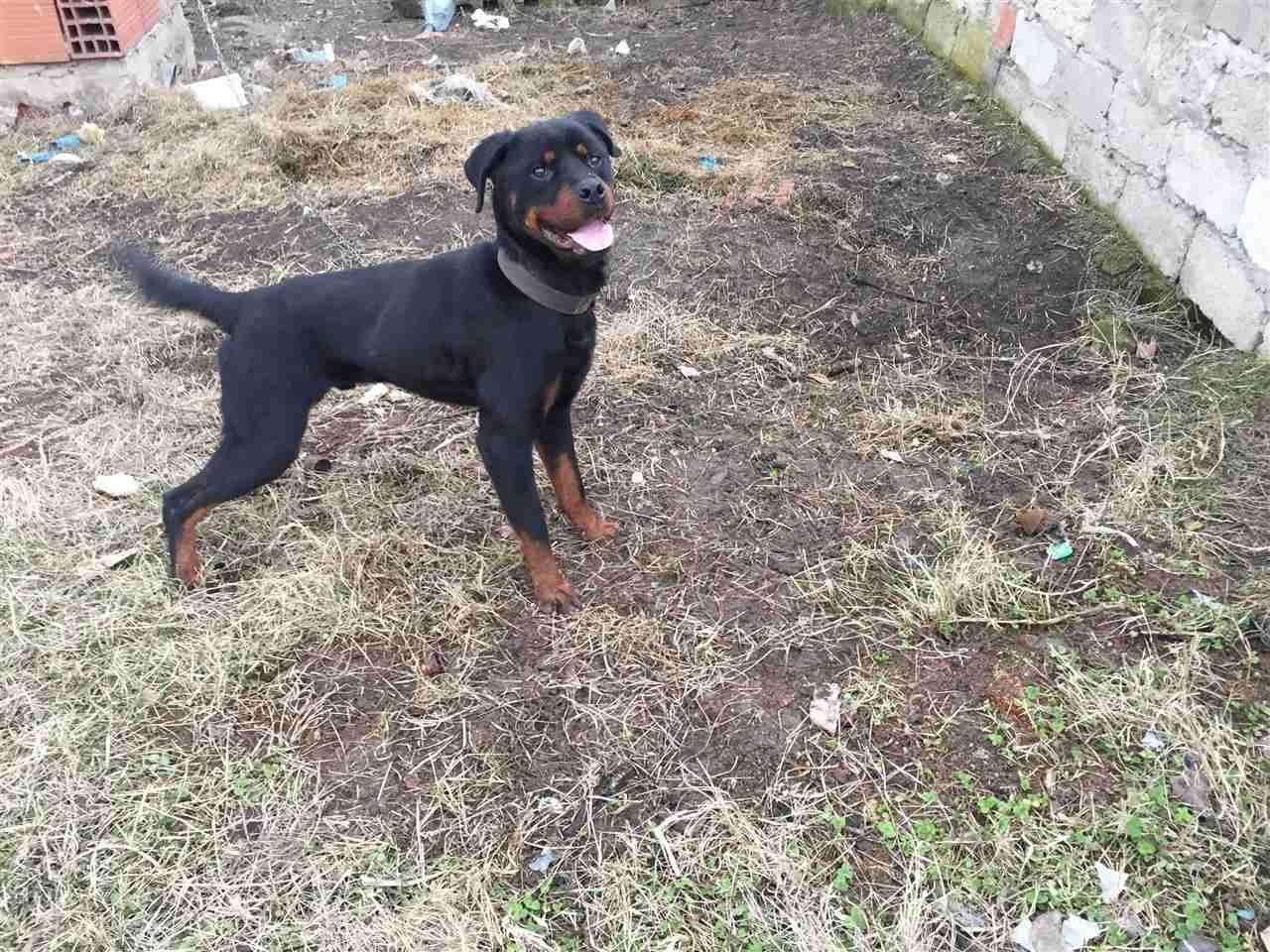 Rotweiler-
