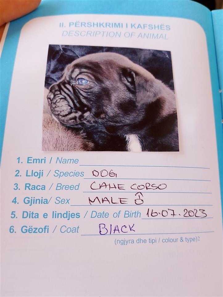 Cane-Corso-