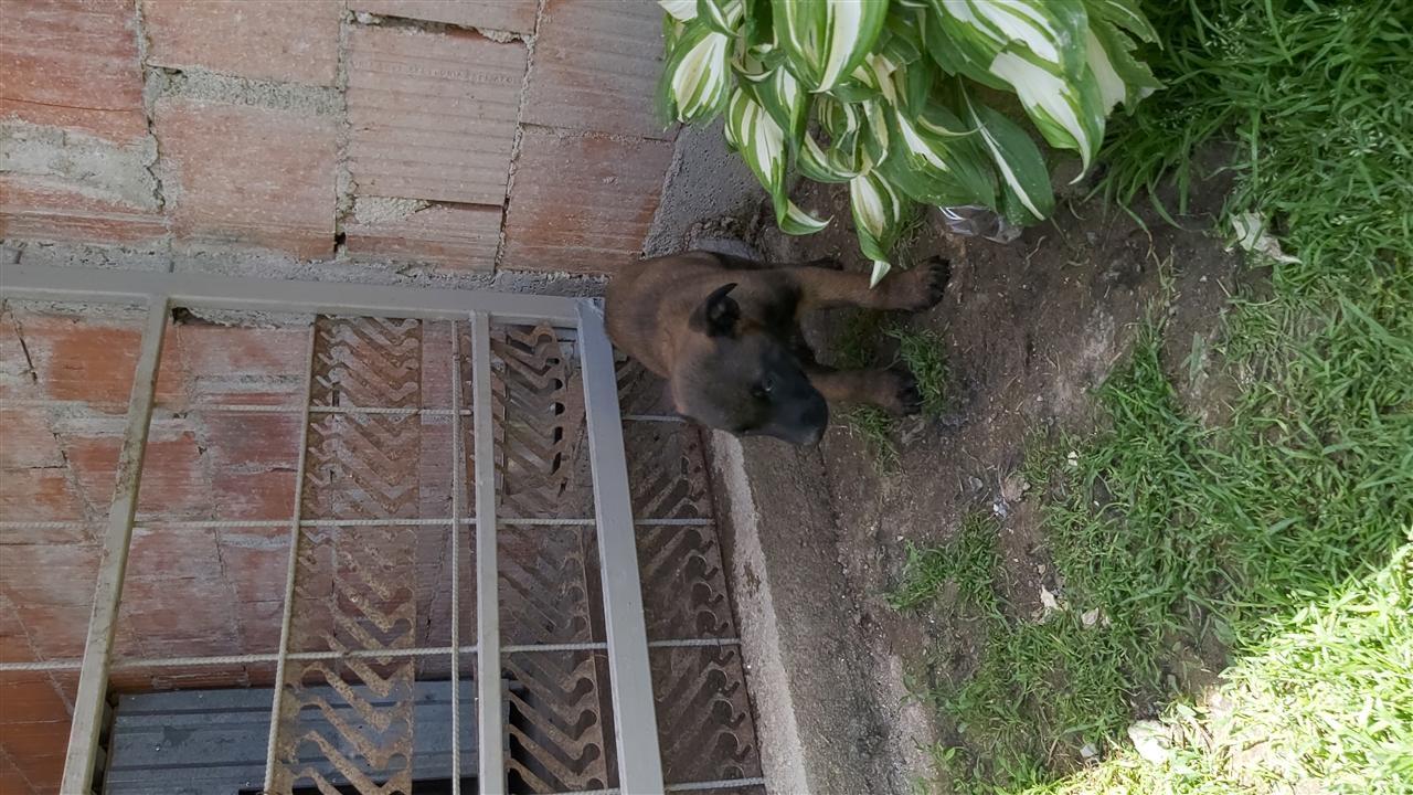 Malinois
