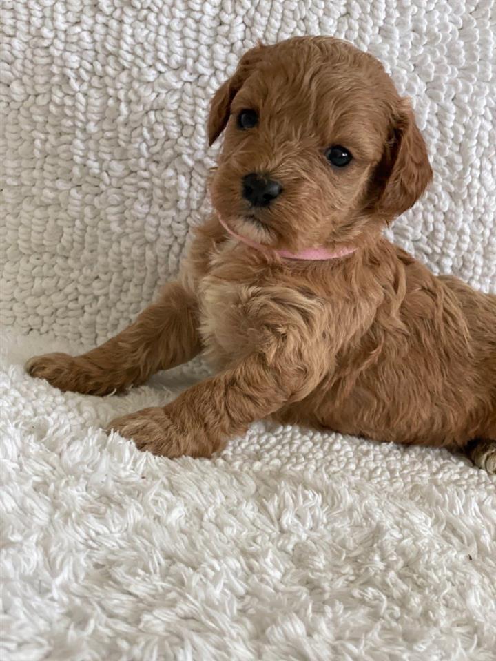 Cavapoo