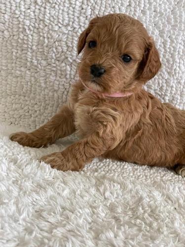 Cavapoo