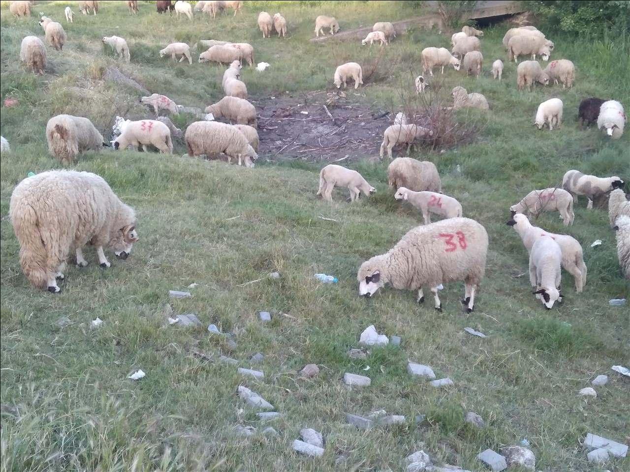Dele-ne-shitje