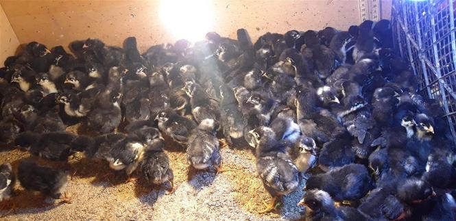 Amrok Australorp zoj