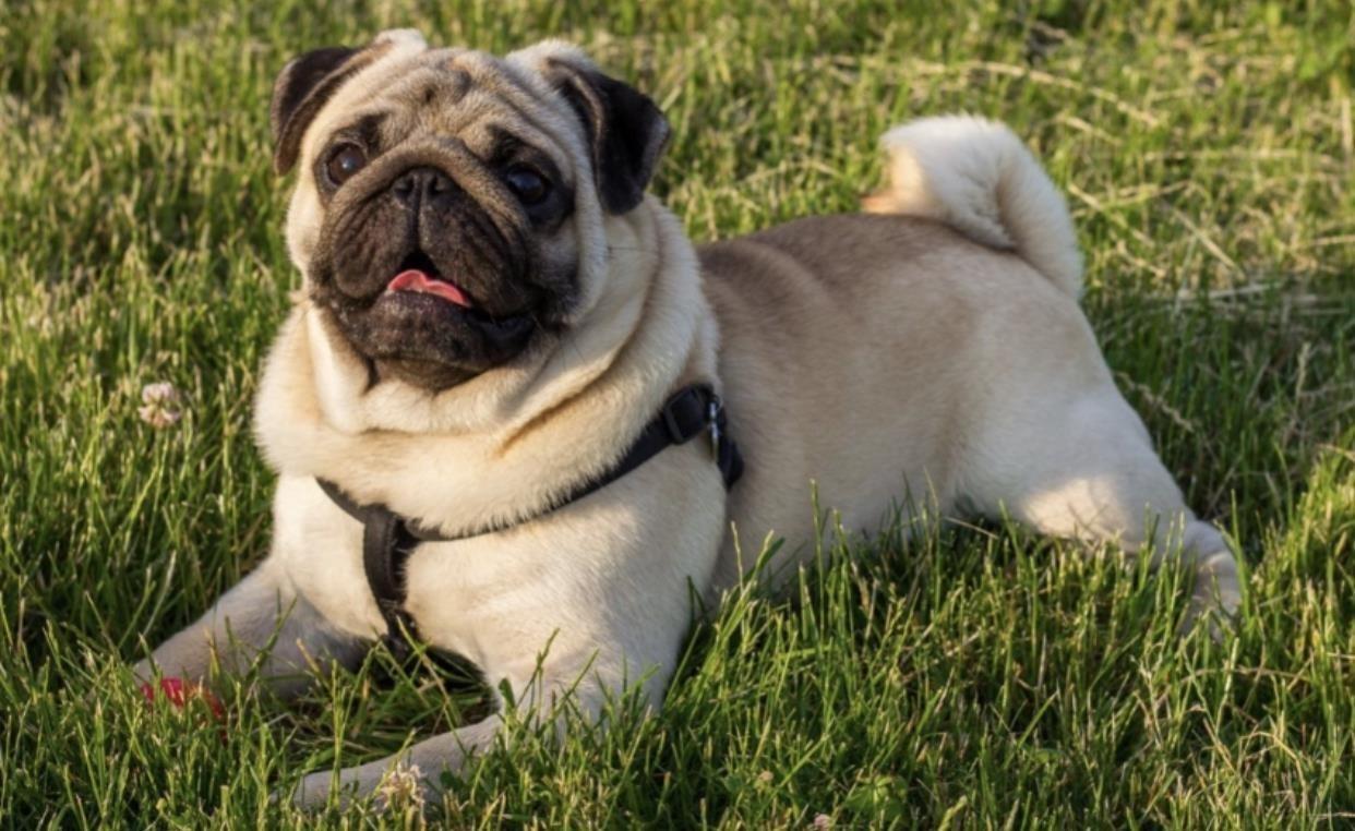 PUG-MOPS