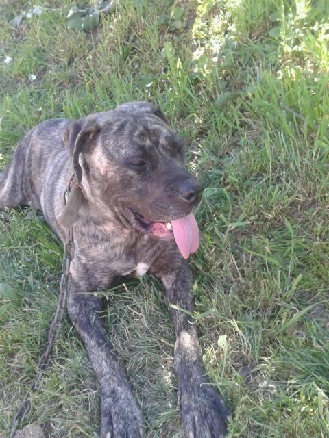 Pitbullk-