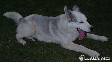 Haski