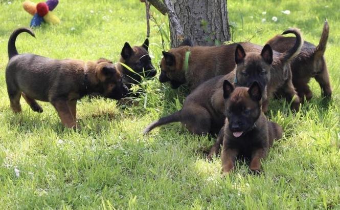 Klysha Belg Malinois