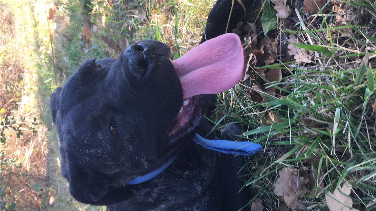 Shitet-cane-corso