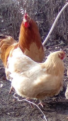 Gjel e pul brahan