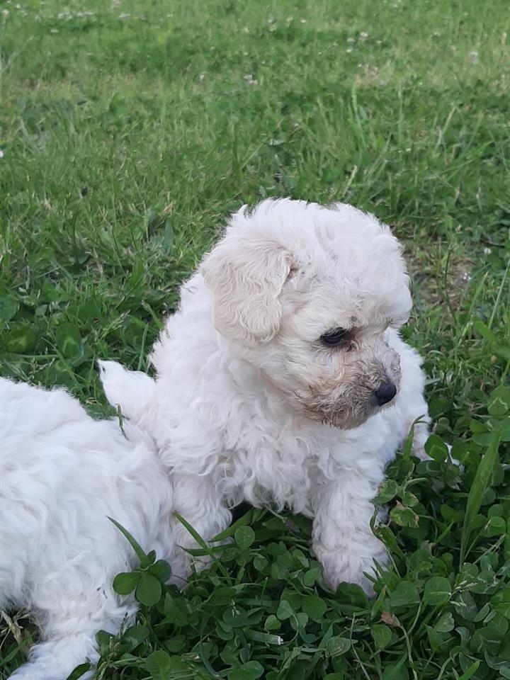 Bichon