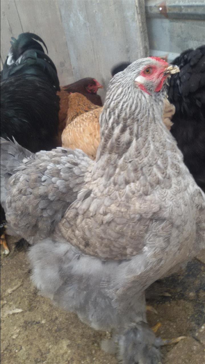 Brahma