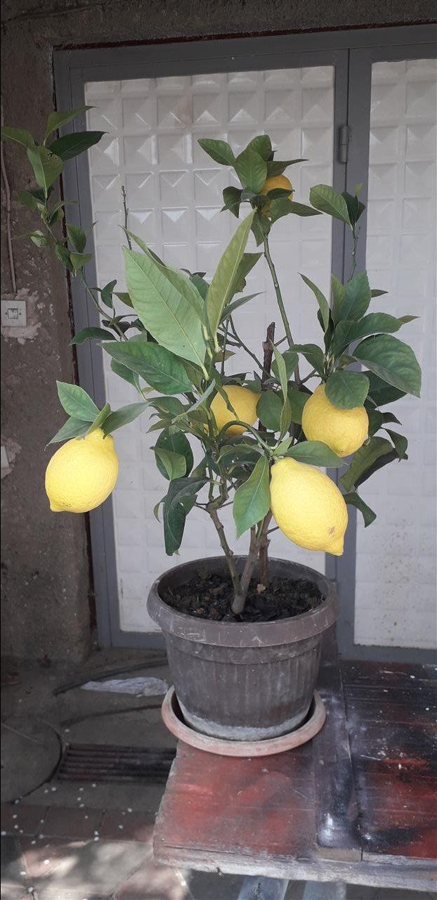 Limon