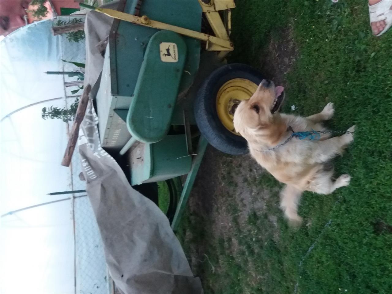 Labrador