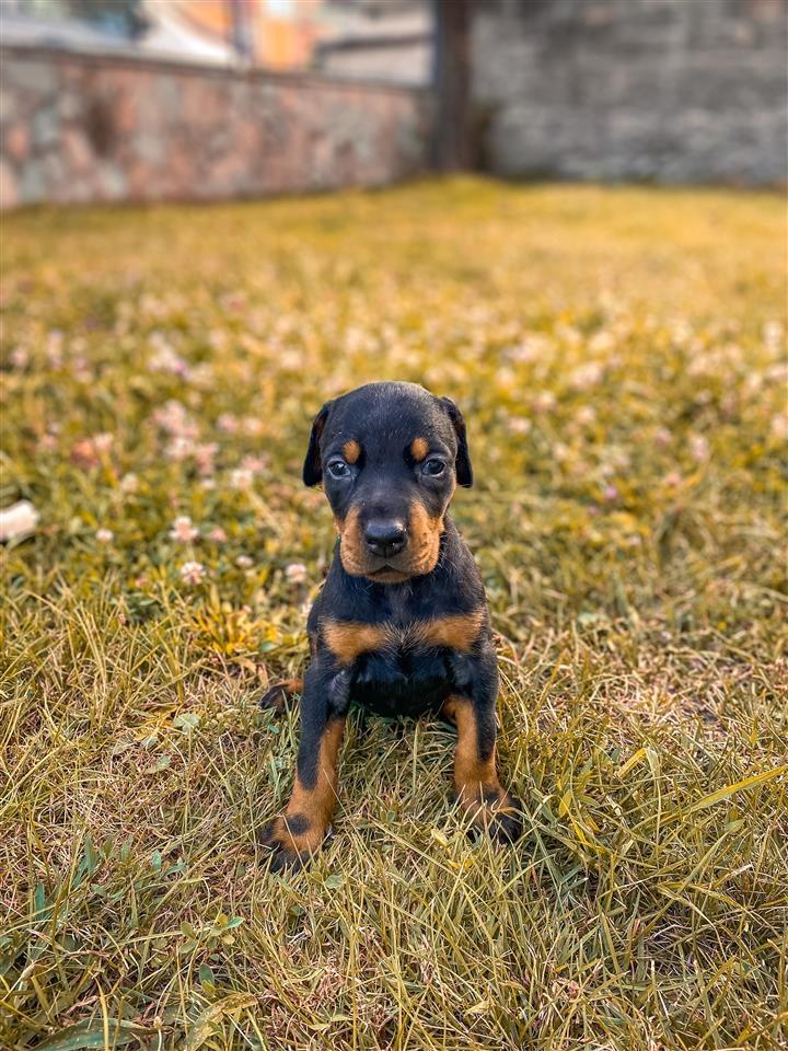 Doberman