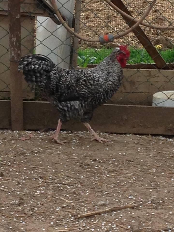 Brahma