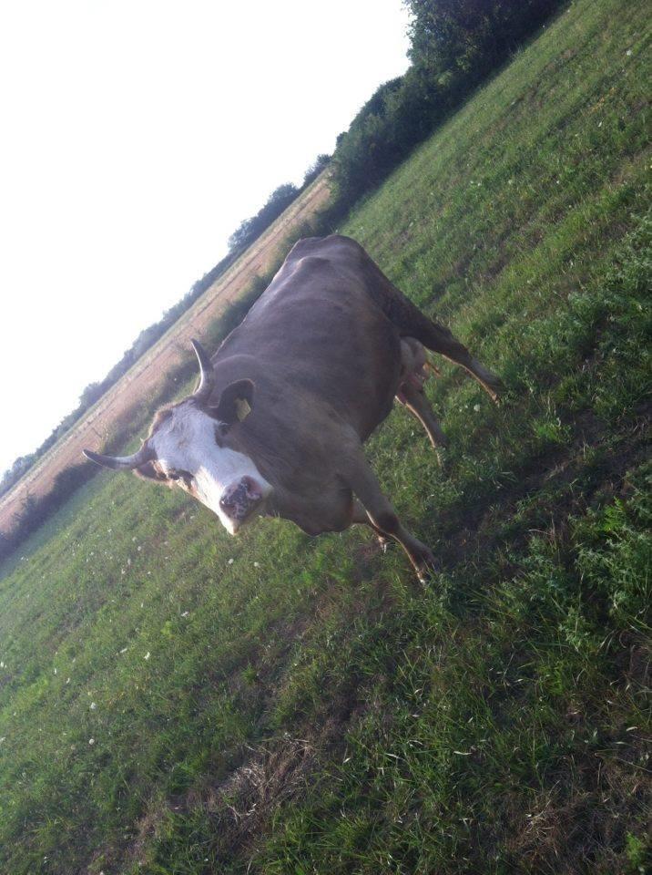 Loep-
