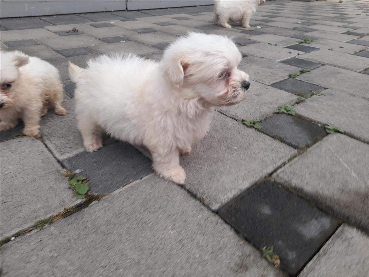 Maltezer