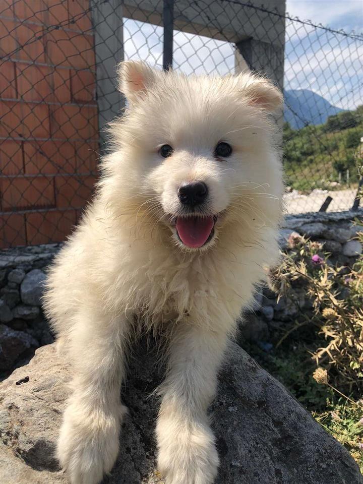 Samoyed