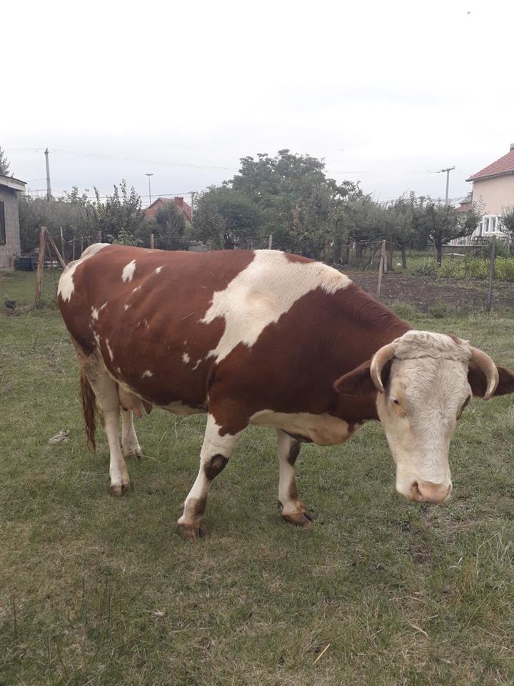 Lopë