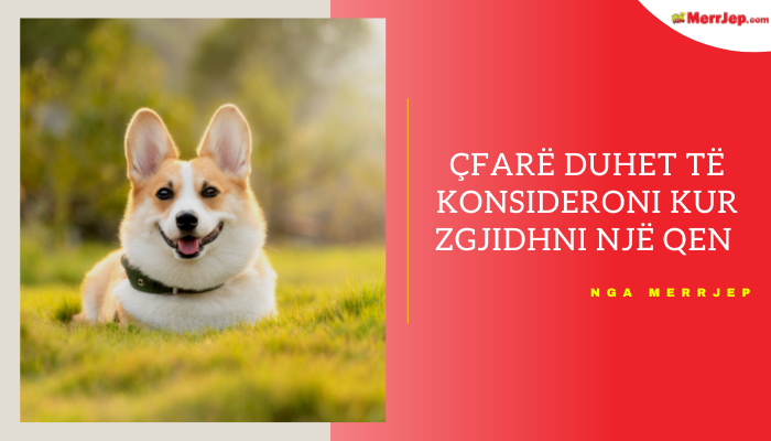 Çfarë duhet të konsideroni kur zgjidhni një qen për familjen tuaj
